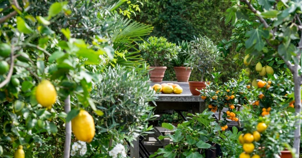 Terrasplanten: creëer een mediterrane sfeer op je terras Thumb