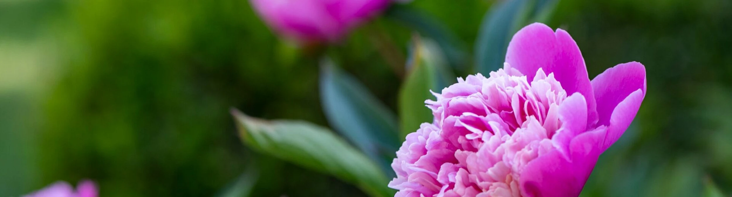 Header image alt