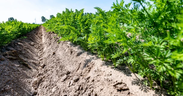 DCM ECOR® meststoffen toegelaten voor gebruik in de biologische land- en tuinbouw. Thumb