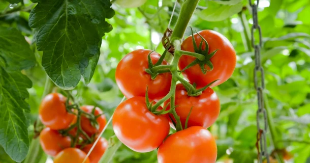 Impuls TD® van toegevoegde waarde in tomatenteelt Thumb