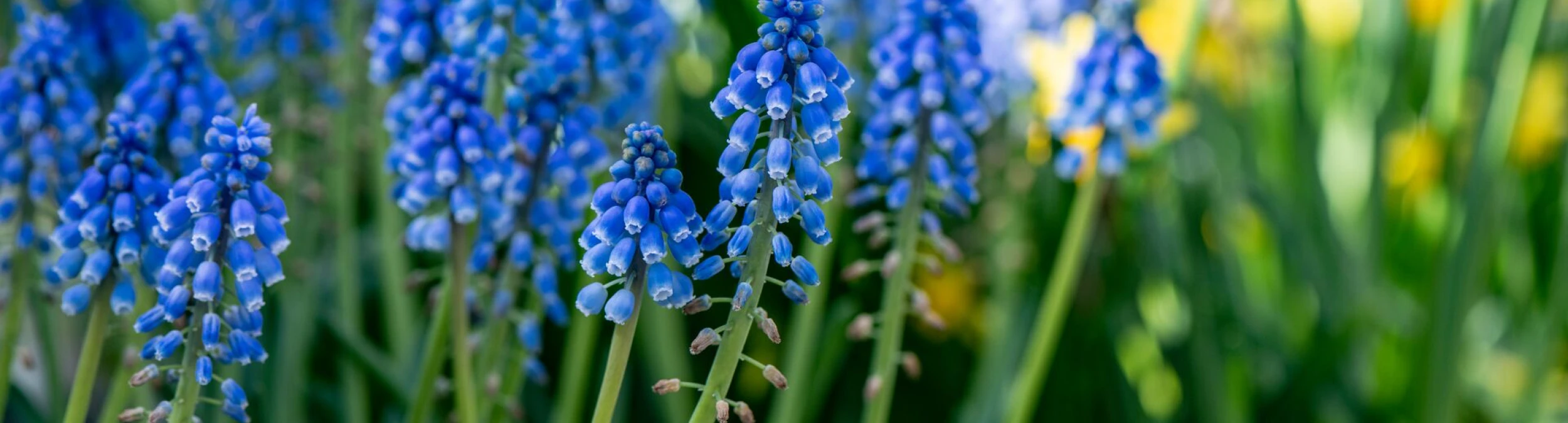 Header image alt