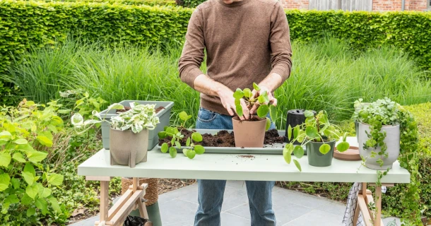 Hoe verpot ik mijn kamerplant? Thumb