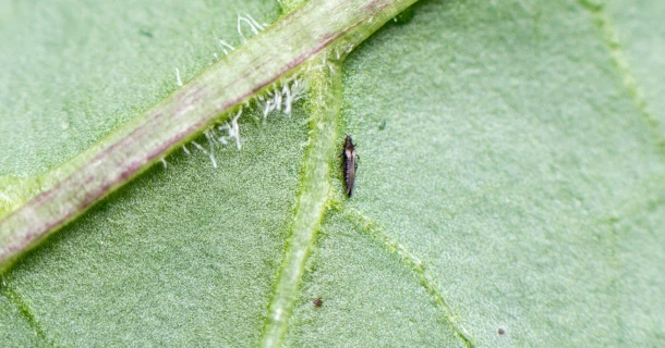 Trips natuurlijk bestrijden met aaltjes Thumb