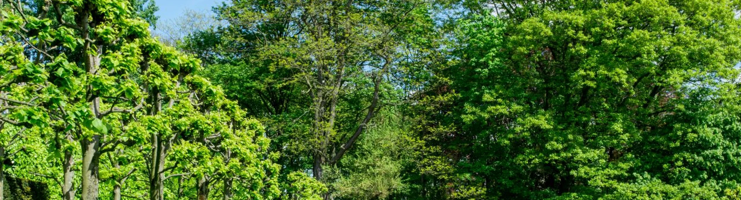 Header image alt