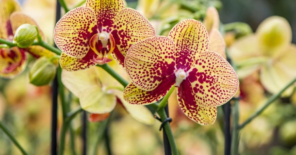 De juiste verzorging voor je orchidee! Thumb