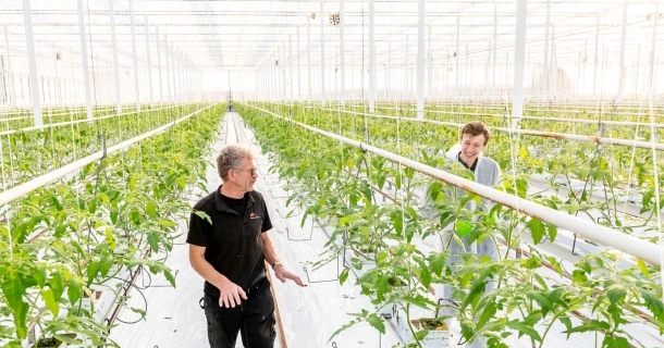 Burg Tomaten beschermt zich tegen PepMV dankzij PMV-01 vaccinatie van DCM Thumb