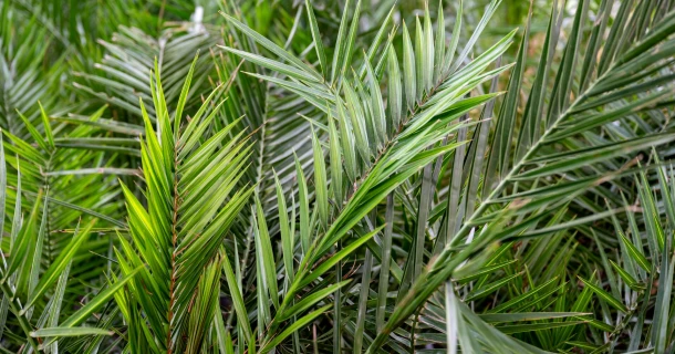 De juiste verzorging voor je palm, binnen en buiten Thumb