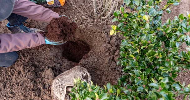 Aanplanten als een pro met de bodemverbeteraar die populair is bij veel professionele tuinliefhebbers Thumb