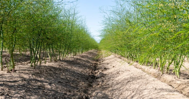 Hoger calcium-, en magnesiumgehalte in aspergewortels na gebruik DCM NK-MIX Thumb