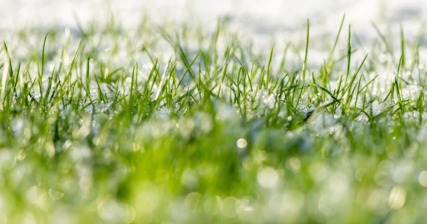 Vorst op komst? Bescherm je planten Thumb