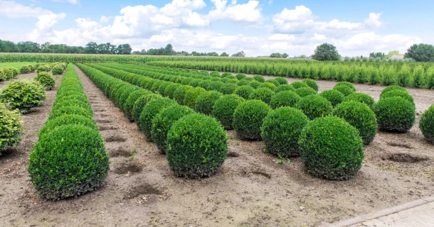 Kwalitatief uitstekende planten, met slechts één strooibeurt DCM Xtra-MIX® 1 Thumb