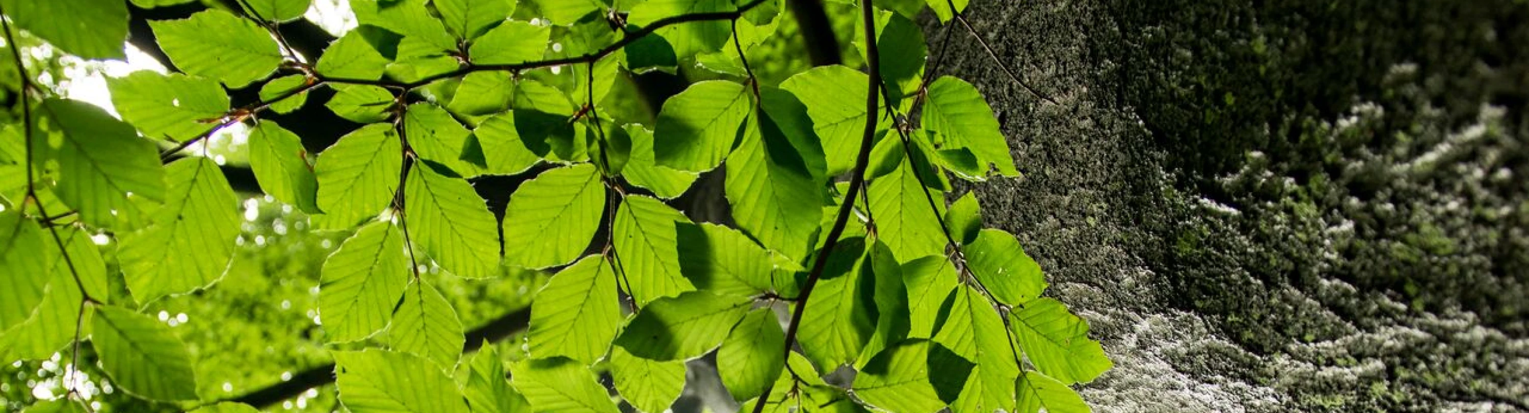 Header image alt