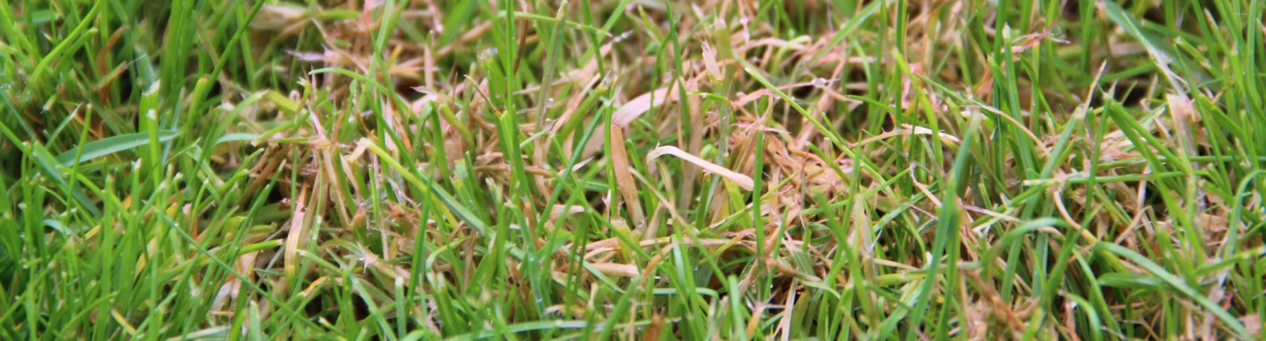 Header image alt
