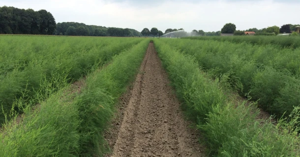 Hoger suikergehalte en een hogere opbrengst bij asperges met DCM VIVISOL® Thumb