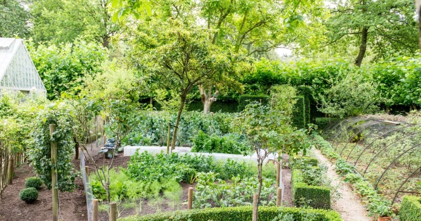 Mispel, moerbei en kweepeer: drie verrassende fruitbomen voor de tuin Thumb