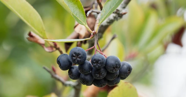 Betere opkomst bij Aronia melanocarpa met DCM VIVISOL® Thumb