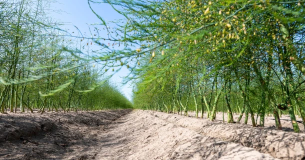 Van Lankveld Fruit en Asperges bemest doordacht met DCM MIX 5 Thumb