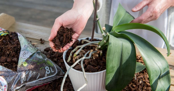 Orchideeën verpotten en verzorgen: tips voor een lange bloei Thumb