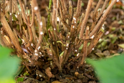 Hoe verlos je je planten van dop-, wol- en schildluizen? Thumb