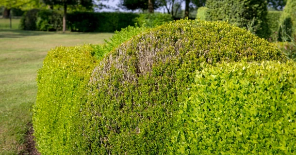 Je buxus ondersteunen bij schimmeldruk met een minerale boost Thumb