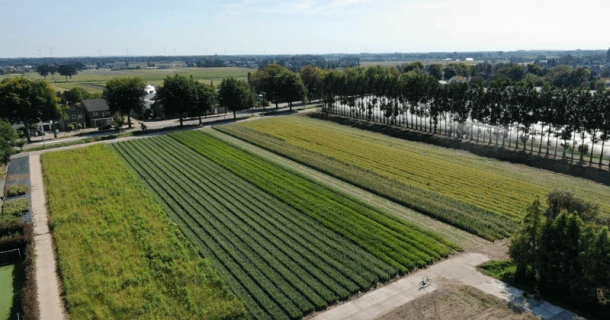 Boomkwekerij De Rutven realiseert een goede wortelontwikkeling met DCM VIVISOL® Thumb