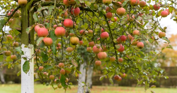 Hoe fruitbomen bemesten, verzorgen en snoeien? Thumb