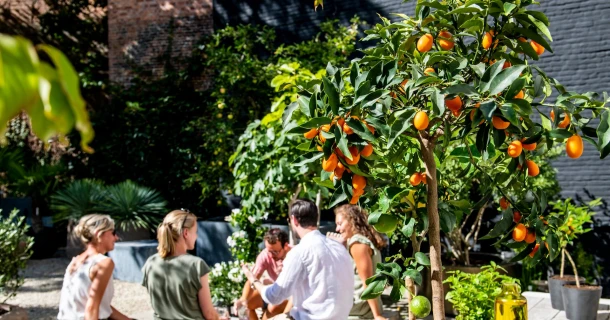 Hoe verzorg je olijven, vijgen en citrusbomen op je terras? Thumb