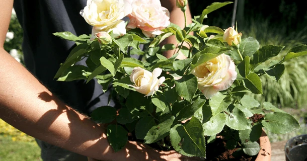 Rozen planten in potten Thumb