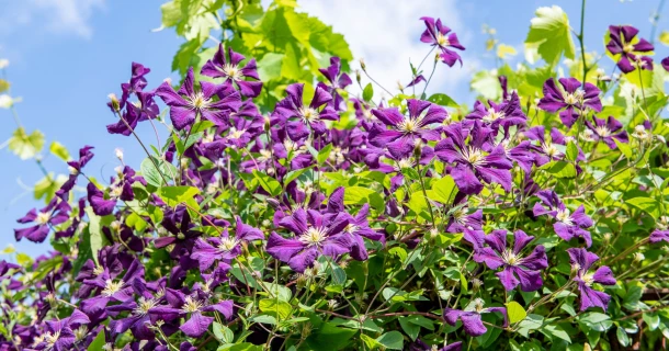 Clematis planten: praktische tips voor een goede start Thumb