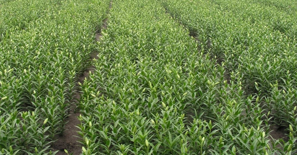 Meer plantgoed en grotere leliebollen volgens praktijkproef met DCM VIVISOL® Thumb