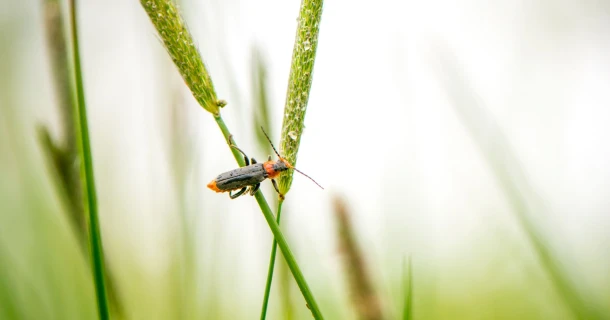 Herken de insecten in je tuin en bescherm je planten Thumb