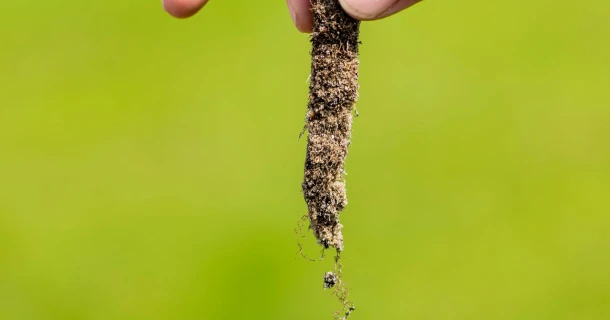 DCM Vitact® R Biostimulant zorgt voor intensievere beworteling van gras, aangetoond in eigen proeven Thumb