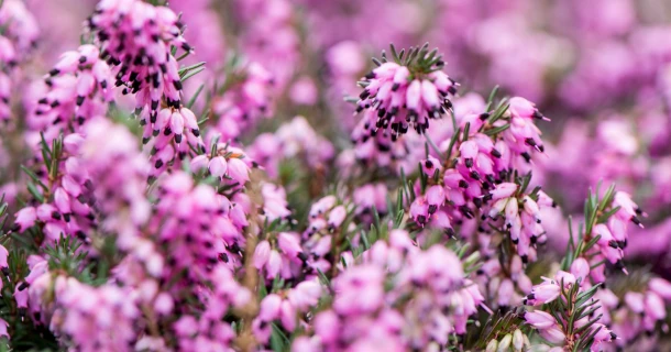Proefresultaten tonen zwaardere planten, van hogere kwaliteit, met minder uitval, bij de containerteelt van Erica darleyensis met DCM VIVISOL® Thumb
