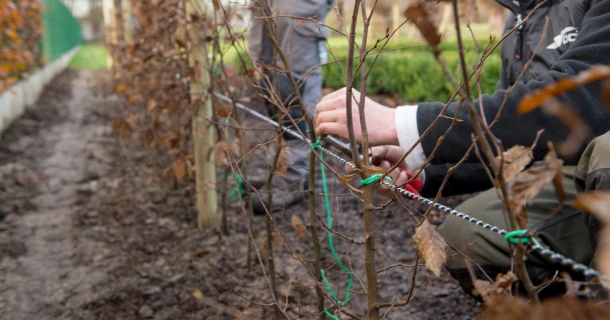 Merkbaar snellere startgroei van haagbeuk Carpinus betulus met DCM VIVIMUS® Thumb