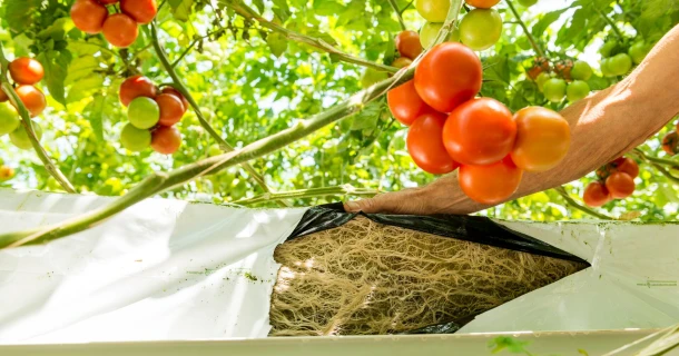 DCM Vitact® F Biostimulant, geschikt voor groenten Thumb
