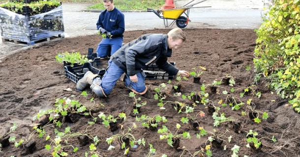 Satter Hoveniersbedrijf gebruikt DCM bodemverbeteraars ter ondersteuning van het bodemleven en de plantontwikkeling Thumb