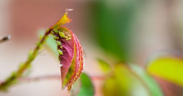 DCM Garden Care, geïnspireerd door de natuur Thumb