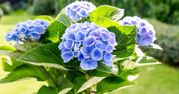Het geheim van de blauwe hortensia: zo hou je hem prachtig blauw Thumb