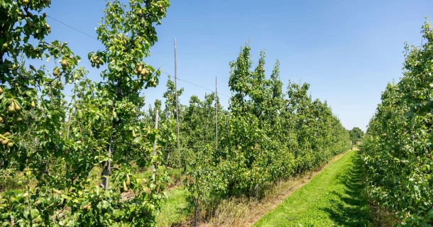 DCM Leafgel® NK: een doorbraak in innovatieve plantenvoeding op basis van plantaardige aminozuren voor land- en tuinbouw Thumb