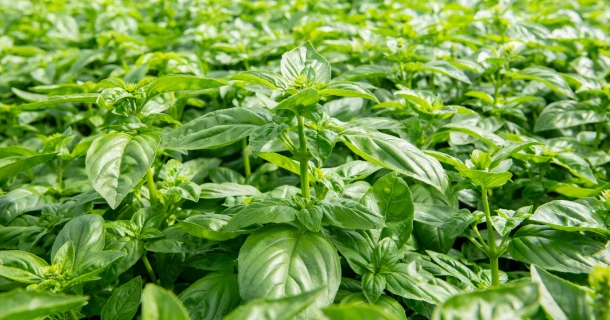 DCM Leafgel® NK draagt bij aan weerbare basilicumplanten Thumb