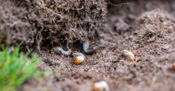 Engerlingen bestrijden in het gazon, op een natuurlijke manier Thumb