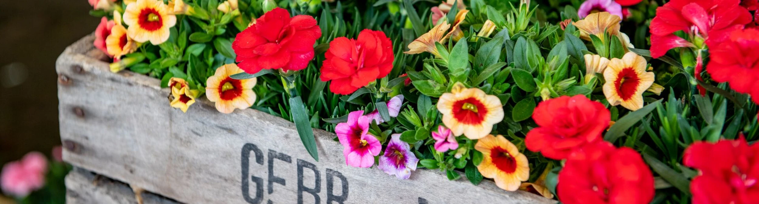 Header image alt