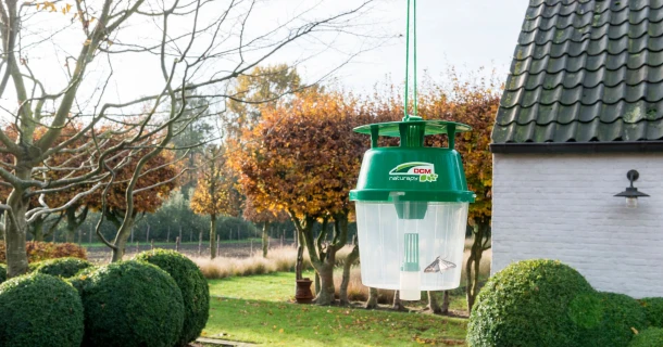 Lok de buxusmot in de val en beperk rupsenvraat Thumb
