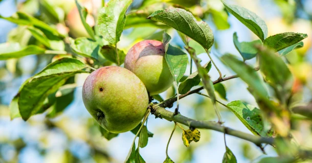 Vang de fruitmot met feromonen en een val Thumb