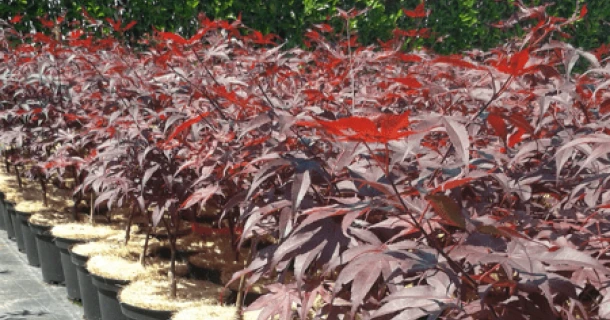 Betere planten bij de containerteelt van Japanse esdoorns met DCM organische meststoffen Thumb