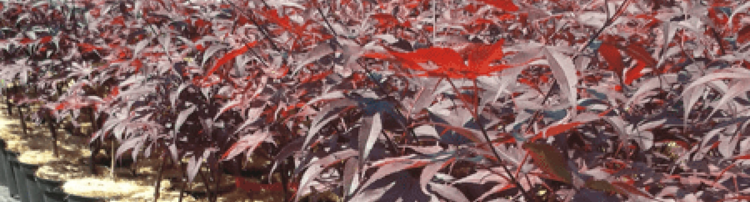 Header image alt