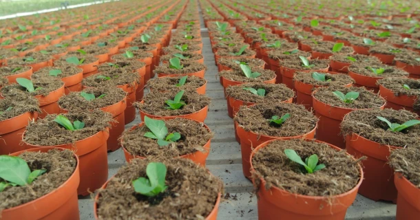 DCM INTRO® 2.0: De organische wetting agent voor wateropname in pot- en containergewassen Thumb