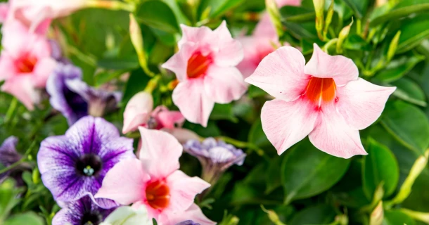 Dipladenia verzorgen? Start met de juiste potgrond Thumb