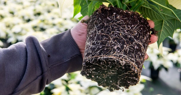 DCM VITACT® R: Biostimulant ter ondersteuning van de wortelvorming, met meer zijwortels en een verhoogde tolerantie voor abiotische stress Thumb