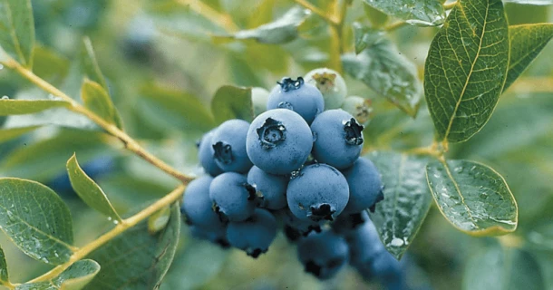 DCM Xtra-MIX® 1 in de blauwe bessenteelt: een doordachte voedingsgift aan de basis Thumb